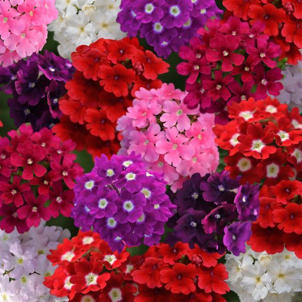 Verbena mix seeds Main image