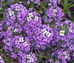 Alyssum violet queen