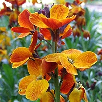 Wallflower bedder mix