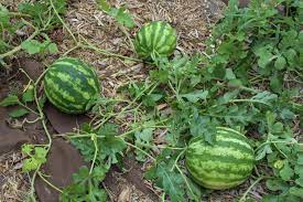 Watermelon Warpaint Secondary image