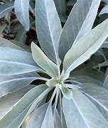 Sage White Secondary image