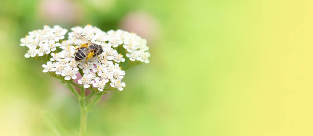 Yarrow Peaches and cream mix