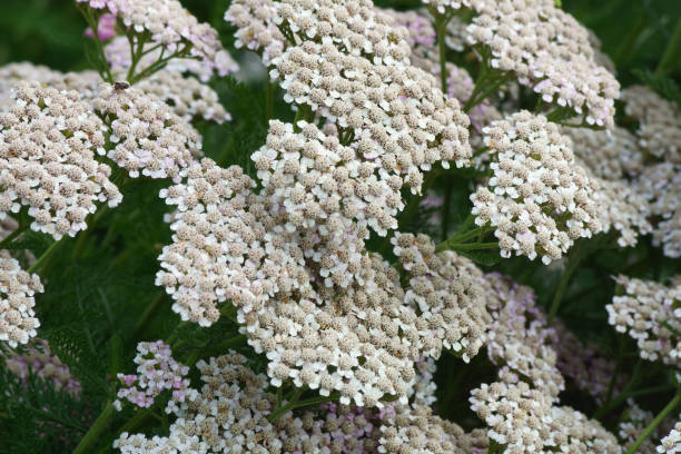 Yarrow Peaches and cream mix