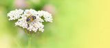 Yarrow Peaches and cream mix