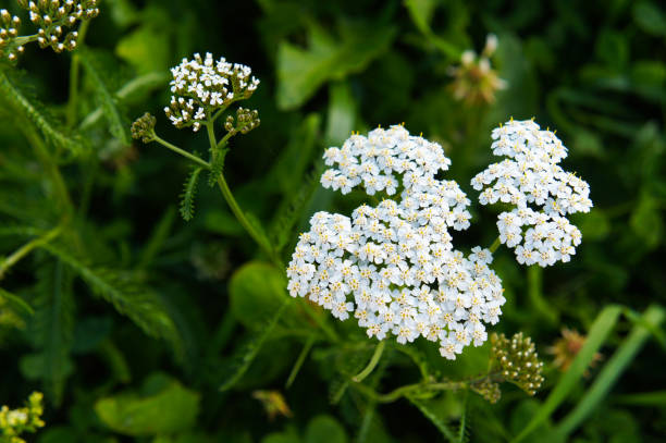 Yarrow Peaches and cream mix