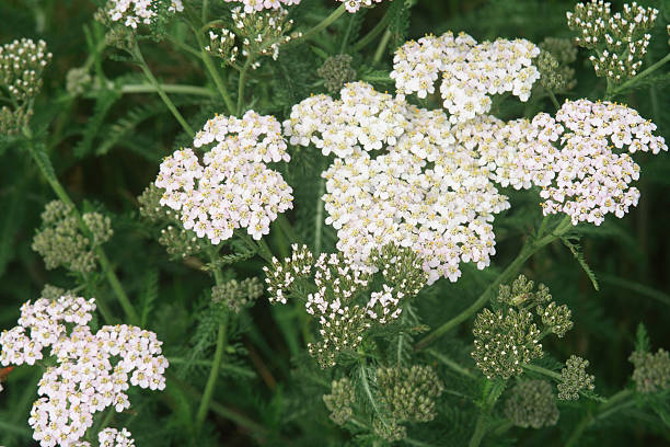 Yarrow Styptic powder