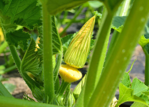 Squash Scallop Yellow Bush