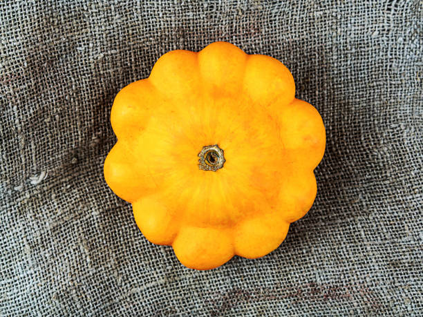 Squash Scallop Yellow Bush