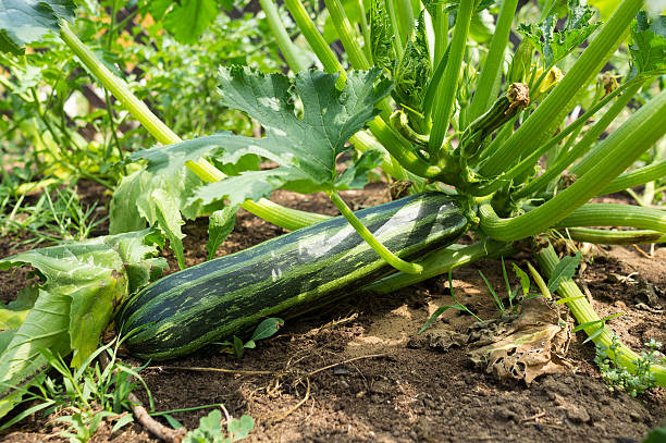 Zucchini seeds Australia  Main image