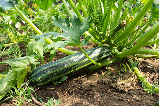 Zucchini seeds Australia 